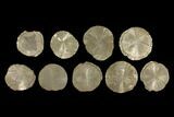 Lot: Pyrite Suns From Illinois - Pieces #92543-1